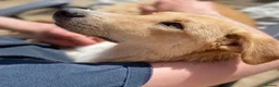 Mixed Breed dogs for sale: Adopt friendly Rocky in foster home in Hampshire - Advert 4