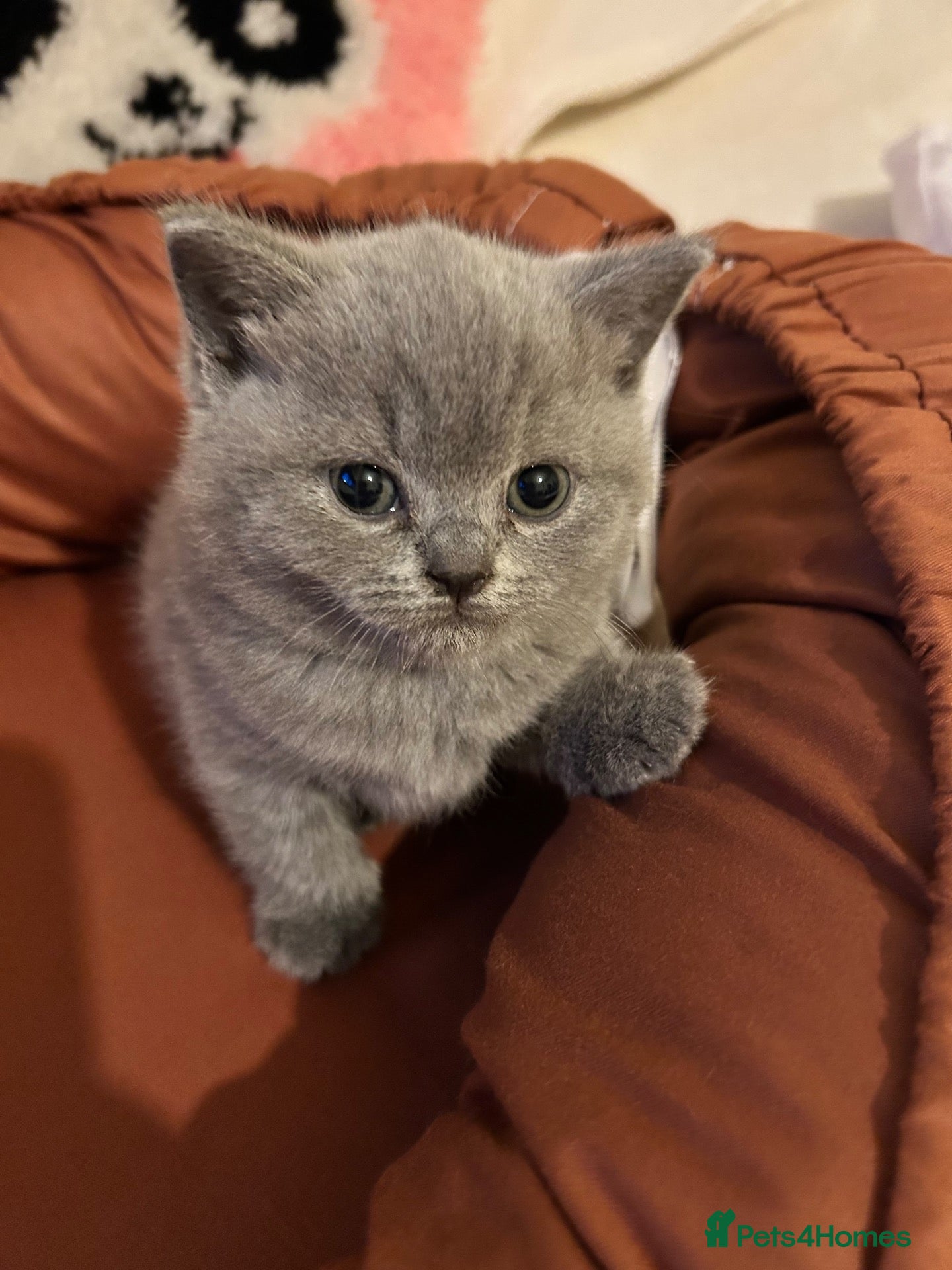 British Shorthair cats 🐾 Beautiful British Shorthair Kittens 🐾 - Advert 1
