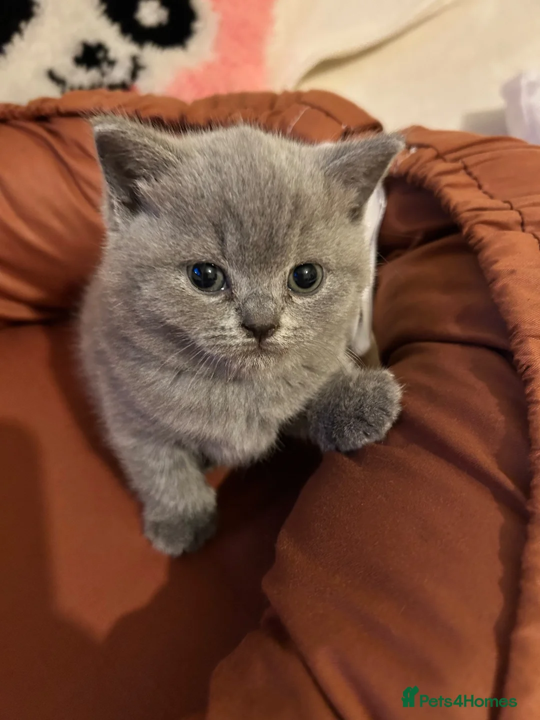 British Shorthair cats for sale: 🐾 Beautiful British Shorthair Kittens 🐾 in Huddersfield - Advert 1