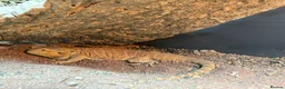 Bearded Dragon reptiles for sale: Vivexotic viv enclosure cabinet bearded dragon - Advert 5