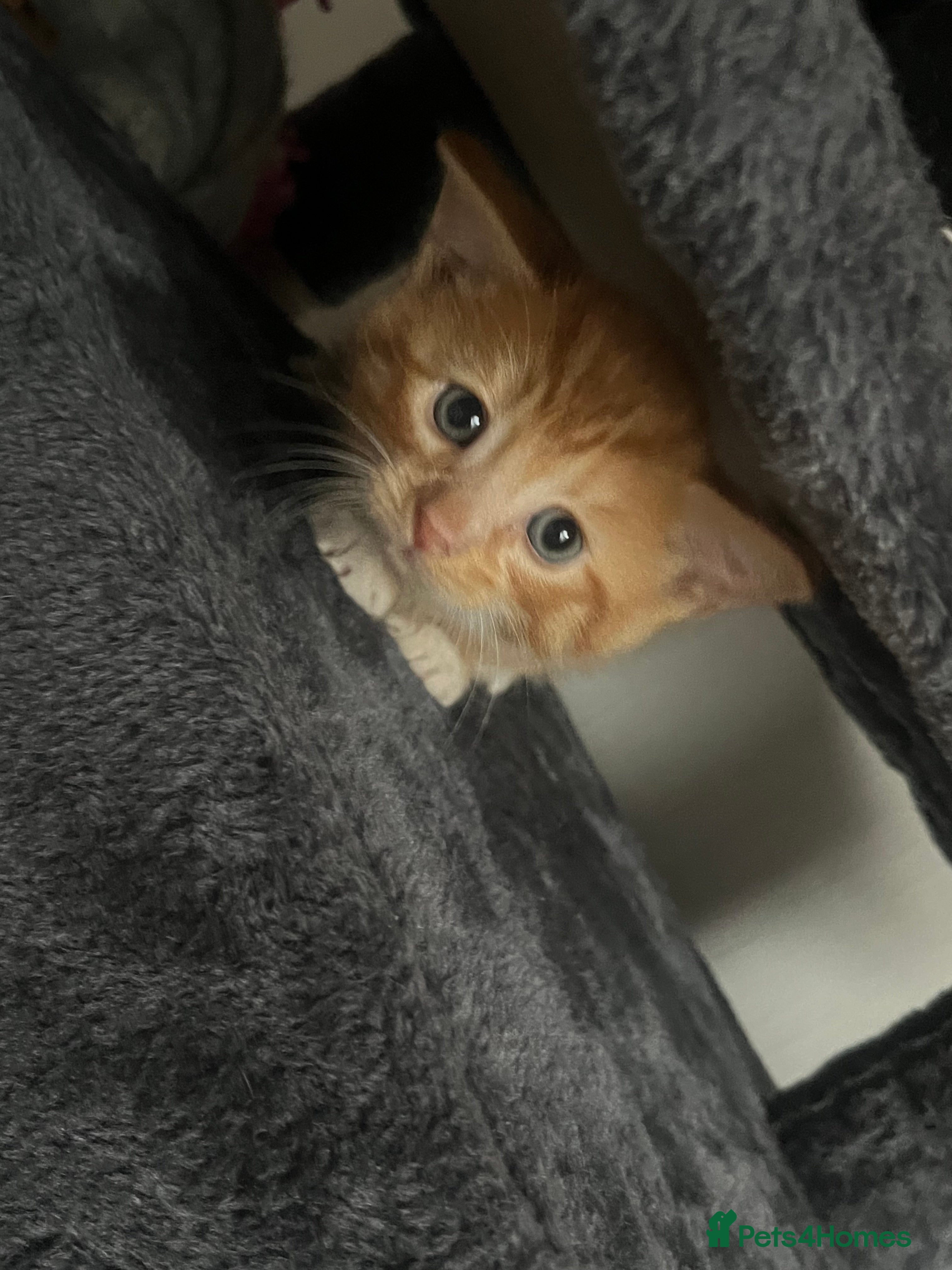 Mixed Breed cats Orange kitties 💕🍊 - Advert 2