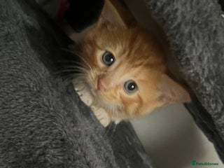 Mixed Breed cats Orange kitties 💕🍊 - Advert 2