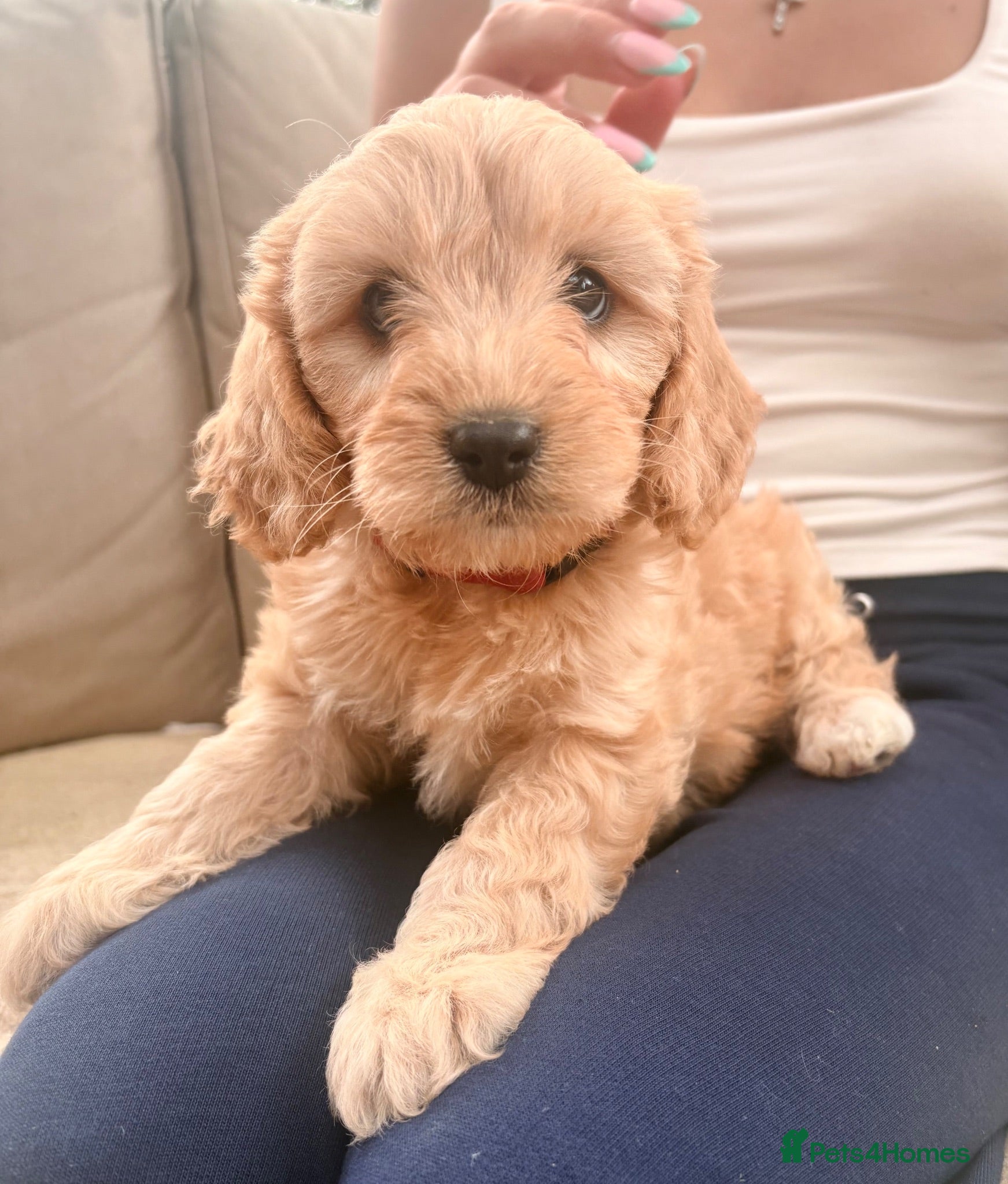 Cavapoo dogs Cavapoo puppies - Advert 18