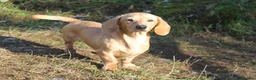 Miniature Dachshund dogs for stud: Cream Miniature Dachshund Stud in Newton Abbot - Advert 2