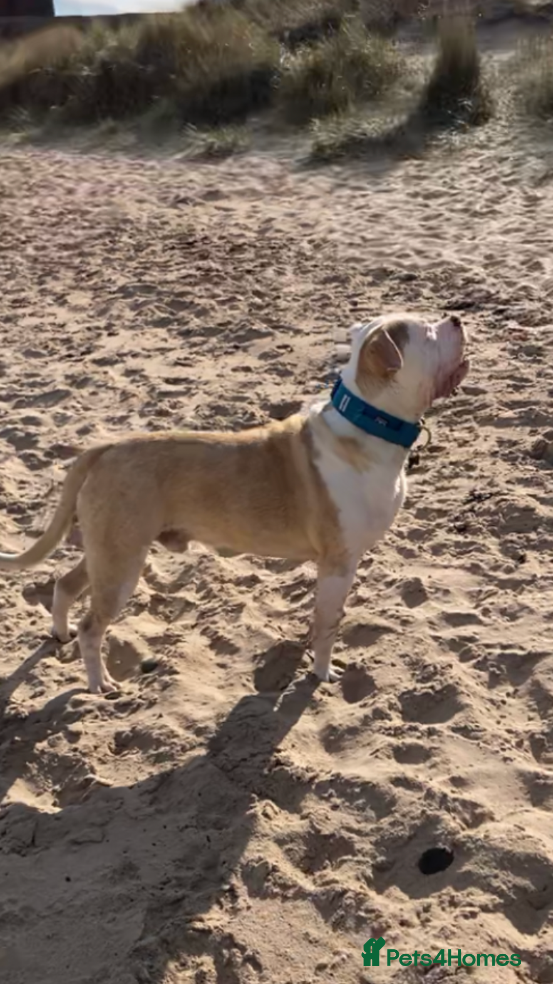 Alapaha Blue Blood Bulldog dogs for stud: Alapaha blue blood bulldog - Advert 9