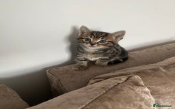 Mixed Breed cats for sale: Cutest kittens  - Image 8