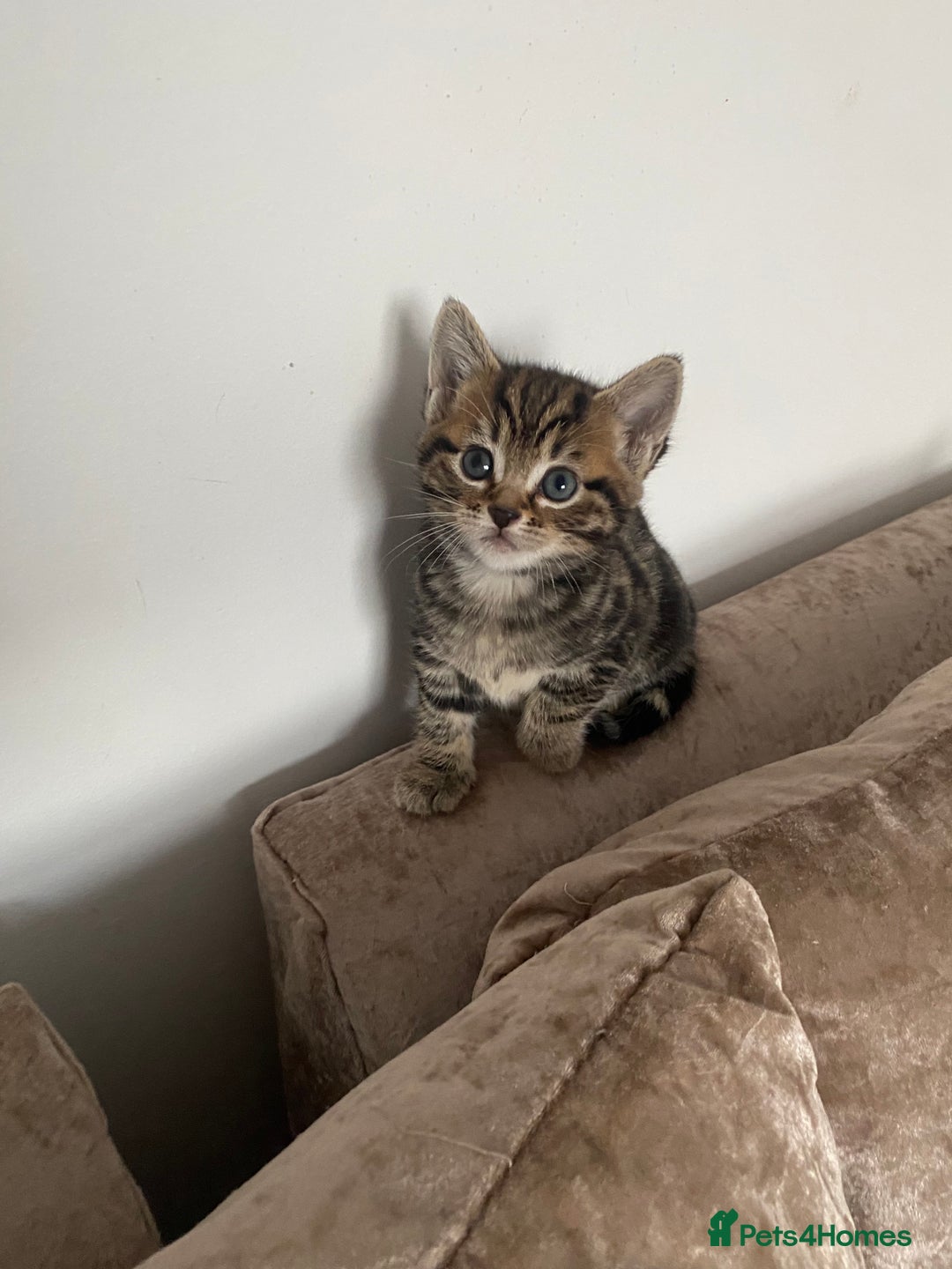 Mixed Breed cats for sale: Cutest kittens  - Image 8