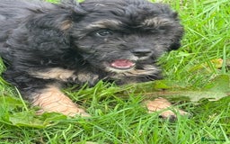 Cavapoo dogs for sale: Cavapoo F1 pups health tested parents  - Image 5