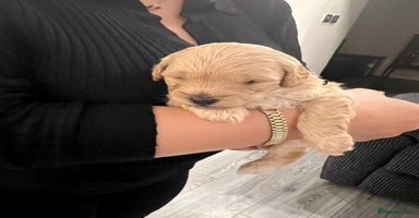 Cavapoo dogs - Advert 16