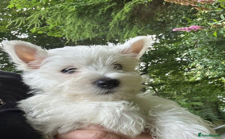 West Highland Terrier dogs - Advert 16
