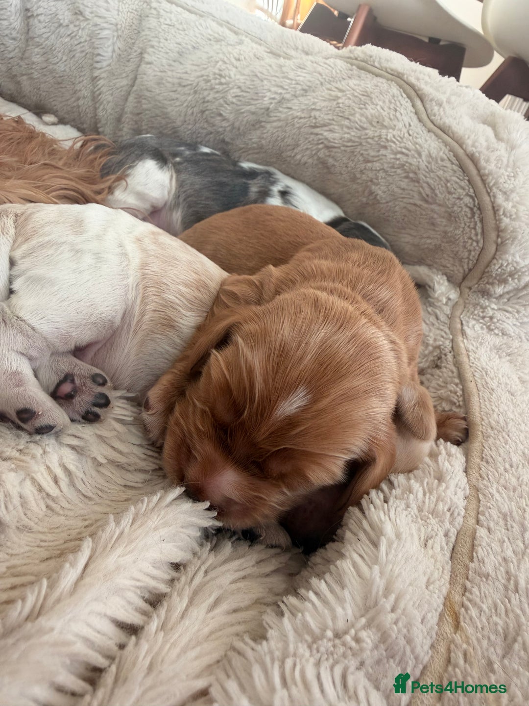 Cocker Spaniel dogs for sale: Adorable show cocker spaniel boys!  - Advert 8