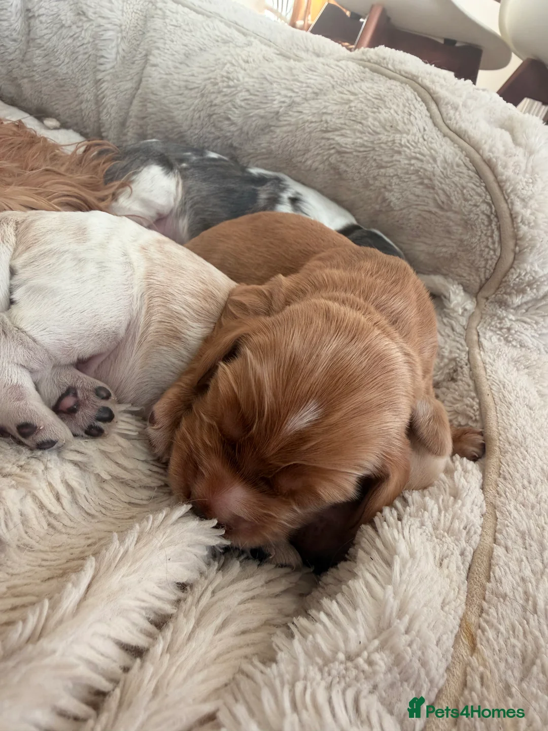 Cocker Spaniel dogs for sale: Adorable show cocker spaniel boys! Last Boy left - Advert 13