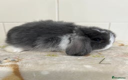 Mini Lop rabbits for sale: BEAUTIFUL MINI LOP BABIES READY NOW  - Image 10