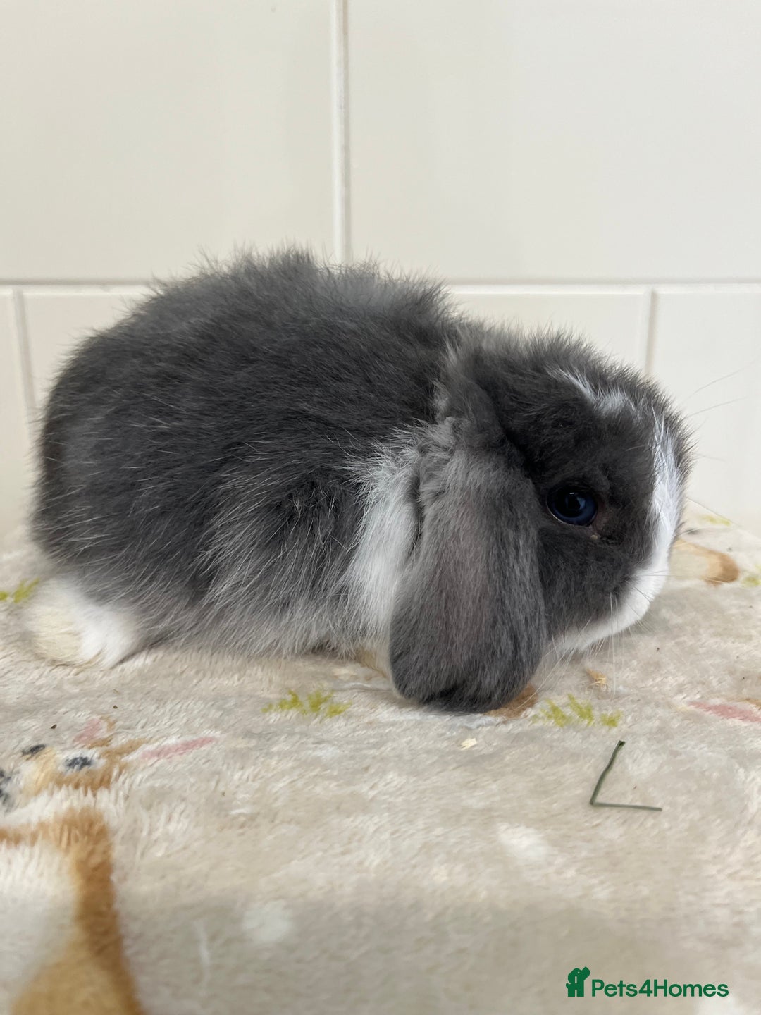 Mini Lop rabbits for sale: BEAUTIFUL MINI LOP BABIES READY NOW  - Image 10