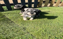 Miniature Schnauzer dogs for sale: Just 2 boys and girls available raised with love - Image 29