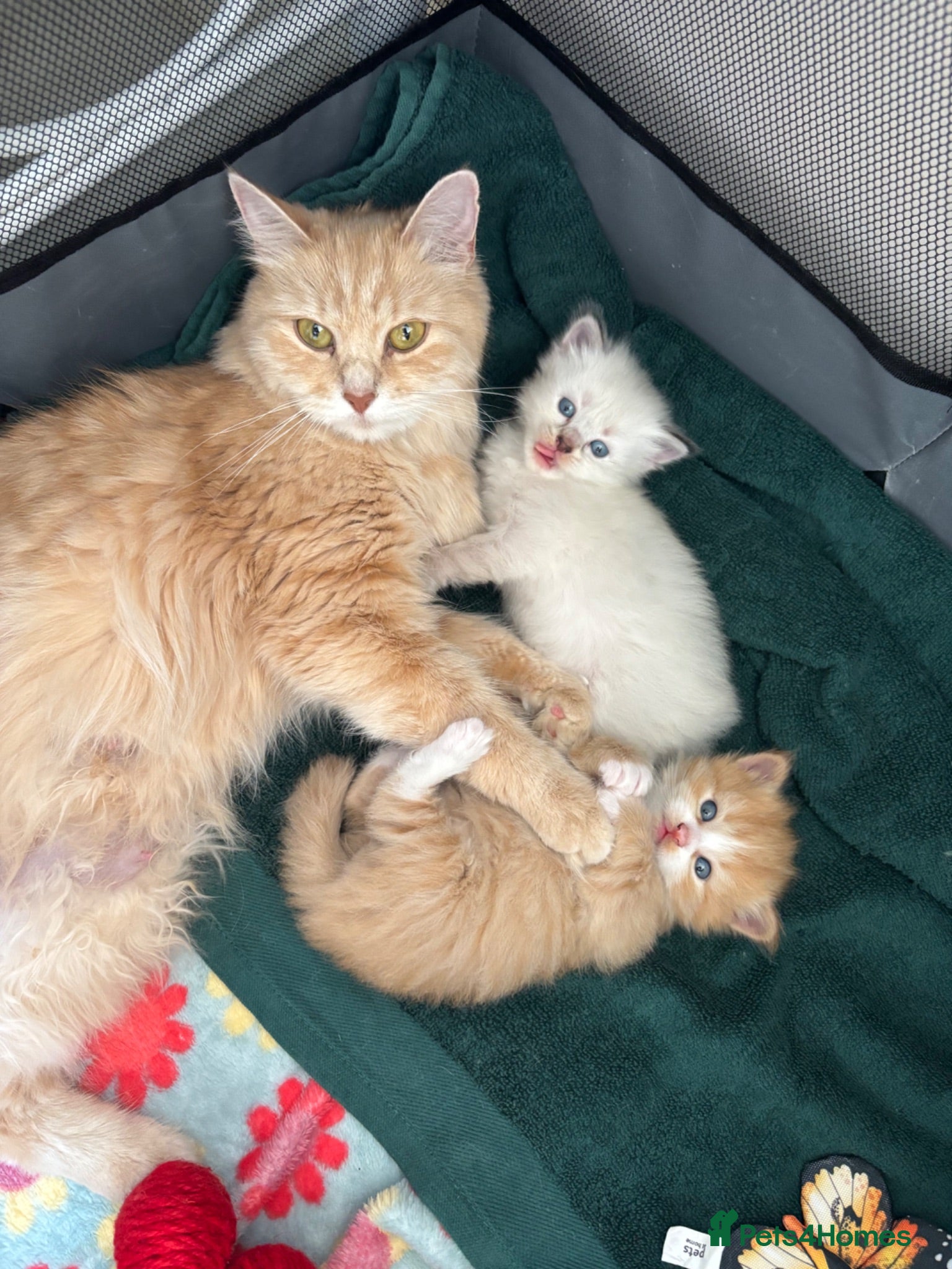 Siberian cats Two Siberian kittens - Advert 5