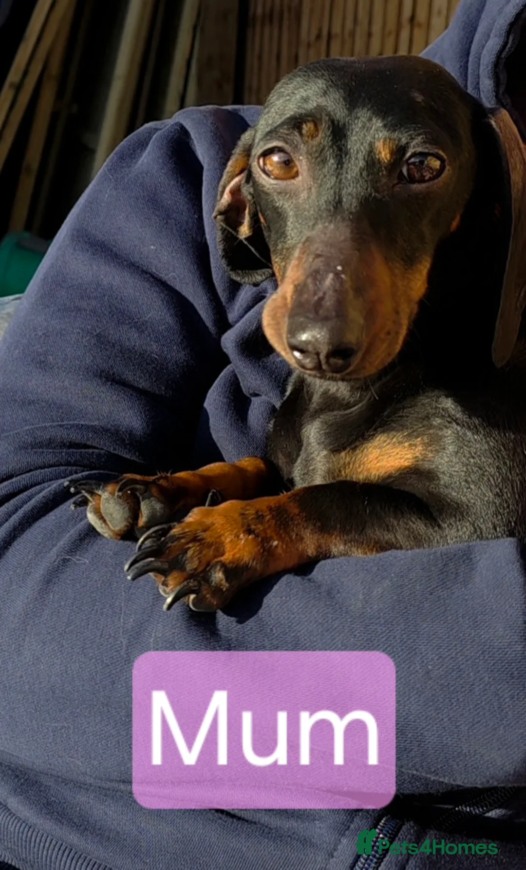 Miniature Dachshund dogs for sale: 🐾🐶 miniature Dachshund 🐶🐾 - Advert 14