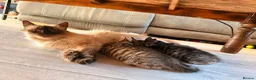 Mixed Breed cats for sale: 3 beautiful male tabbys - Advert 1