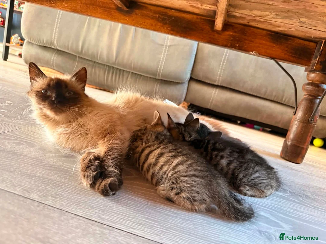 Mixed Breed cats for sale: 3 beautiful male tabbys - Advert 1