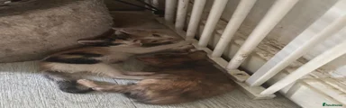 Domestic Shorthair 5