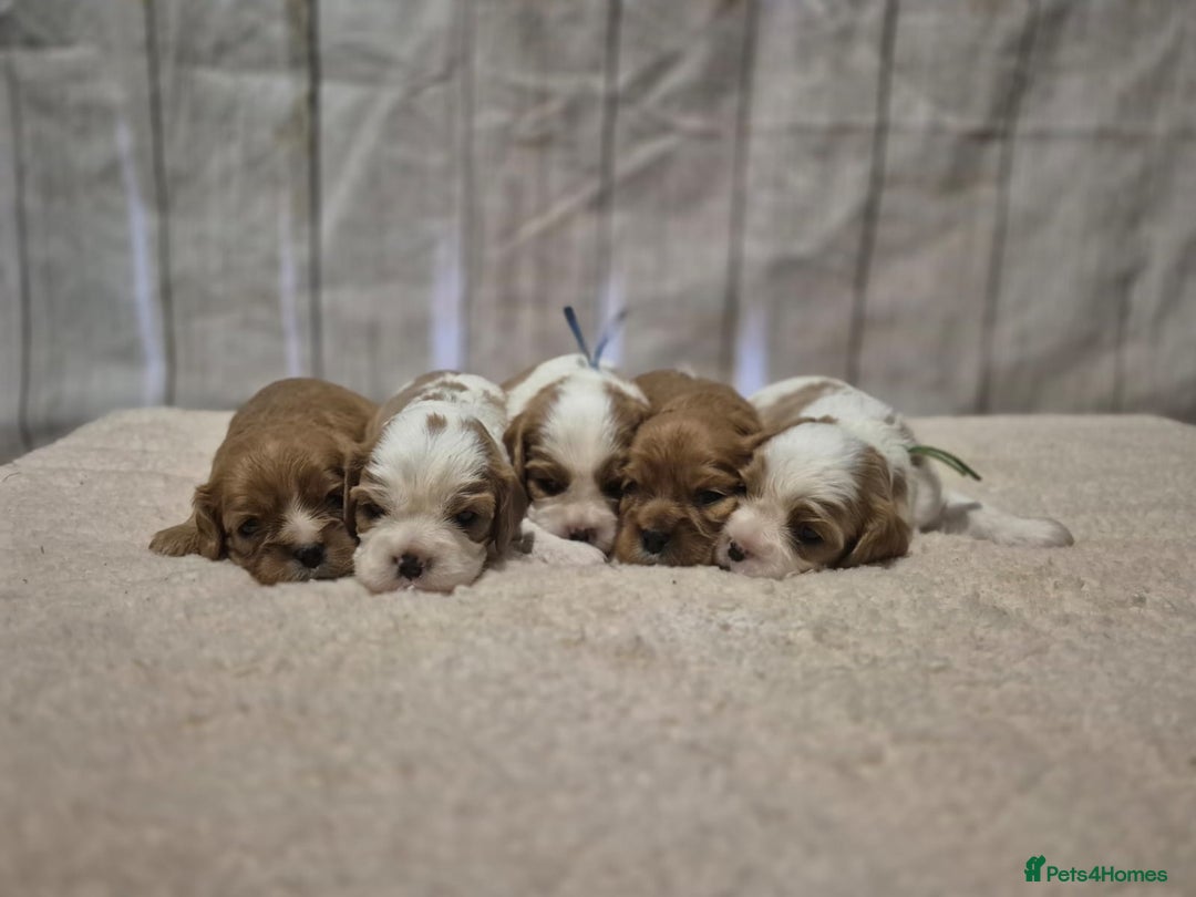 Cavalier King Charles Spaniel dogs for sale: 5 beautiful CKCS ❤️ - Advert 6