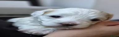 Maltese Puppy 4