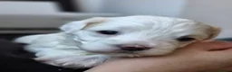 Maltese dogs for sale: Sold  - Advert 15