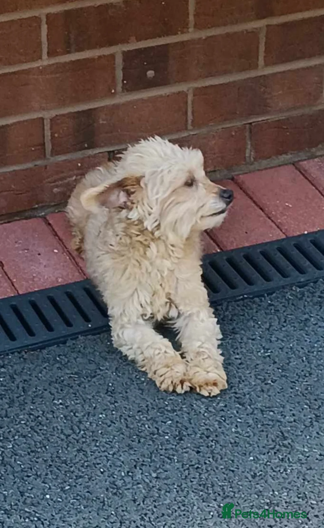 Chipoo dogs for sale: Chipoo puppies - Advert 4