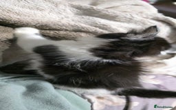 Mixed Breed cats for sale: Friendly playful kittens ready to find thier new  - Image 17