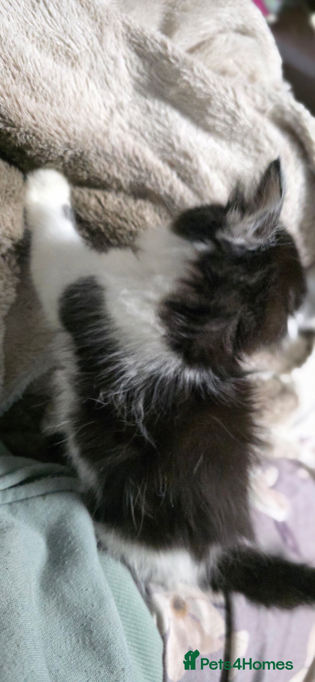 Mixed Breed cats for sale: Friendly playful kittens ready to find thier new  - Image 17