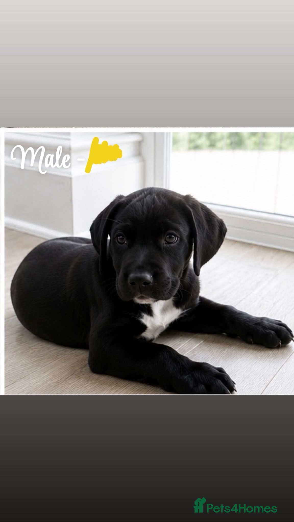 Mixed Breed dogs Cane Corso-Springer spaniel mix - Advert 2