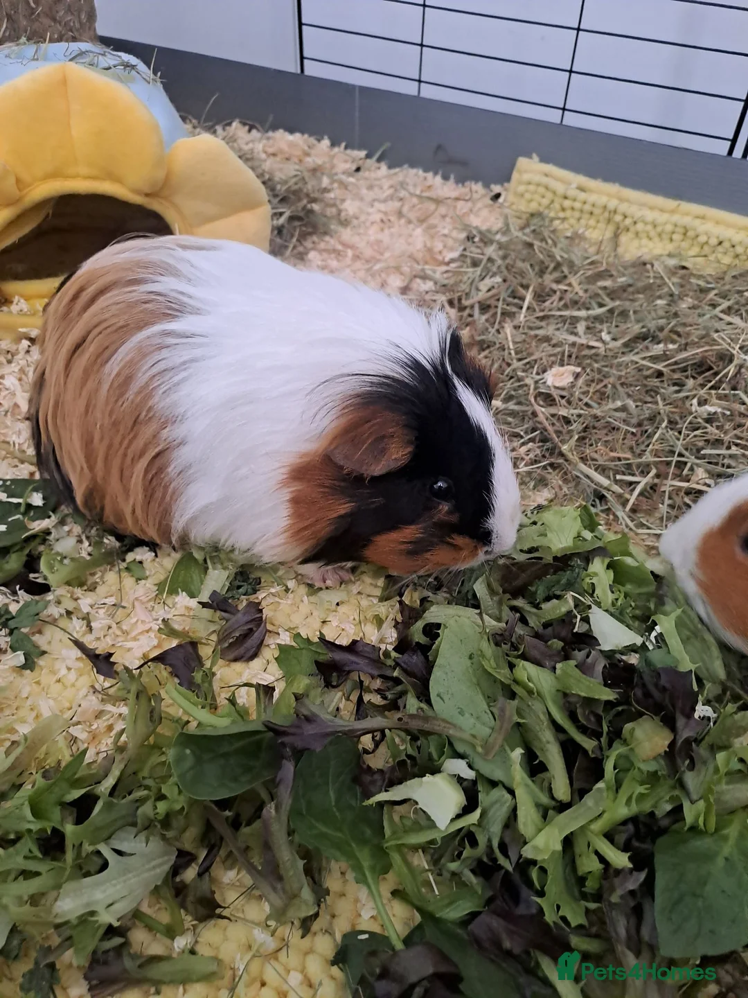 Guinea Pig rodents for sale: 2 Female Guinea Pigs  in Aylesbury - Advert 2