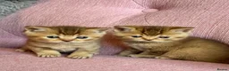 British Shorthair cats for sale: Gorgeous friendly GCCF BSH Kittens - Advert 16
