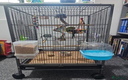 Parakeets birds for sale: Kakariki+Cage+toys+foods+bath+multivitamins+sprays - Image 19
