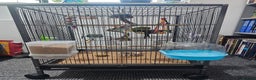 Parakeets birds for sale: Kakariki+Cage+toys+foods+bath+multivitamins+sprays - Advert 19