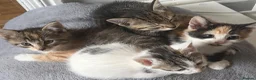Mixed Breed cats for sale: Beautiful kittens - Advert 6
