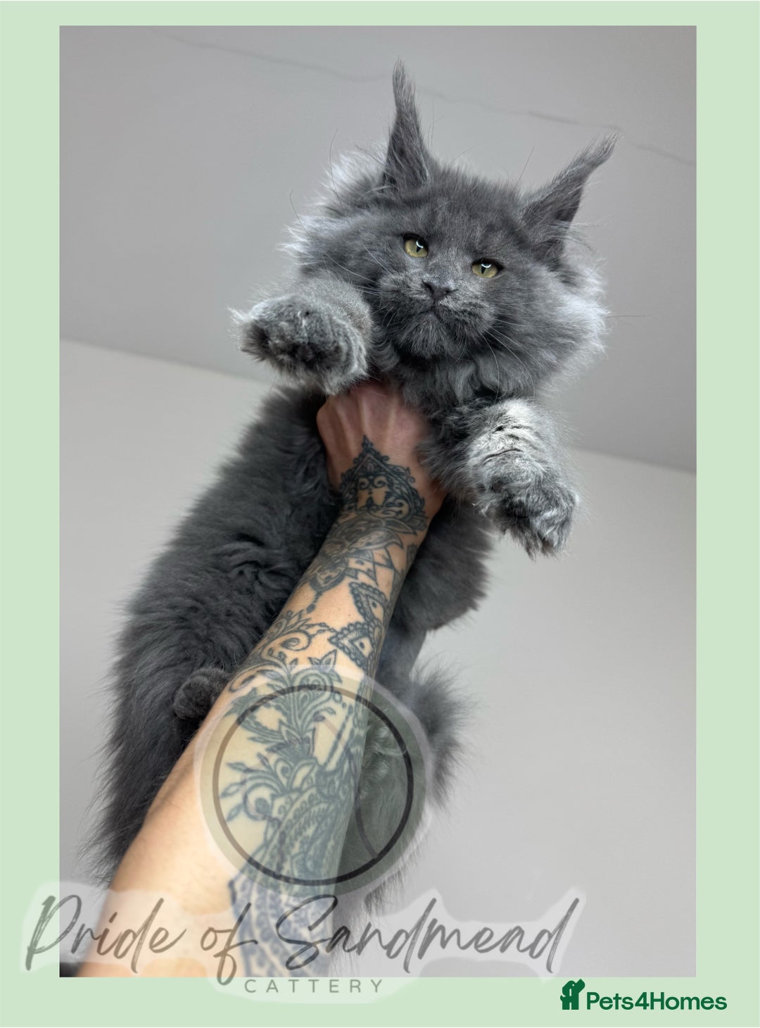 Maine Coon cats for sale: Russian Import Maine Coon Kittens  - Advert 6