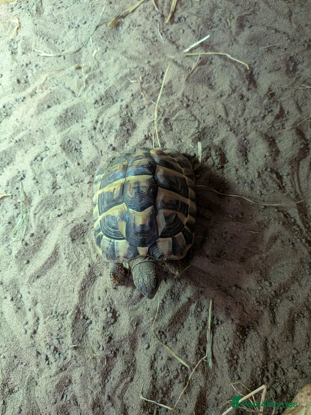 Hermann Tortoise reptiles for sale: Hermanns Tortoise and full set up  in Bromsgrove - Advert 2