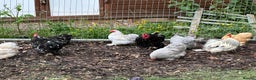Chickens poultry for sale: Pekin bantam hens - Advert 1