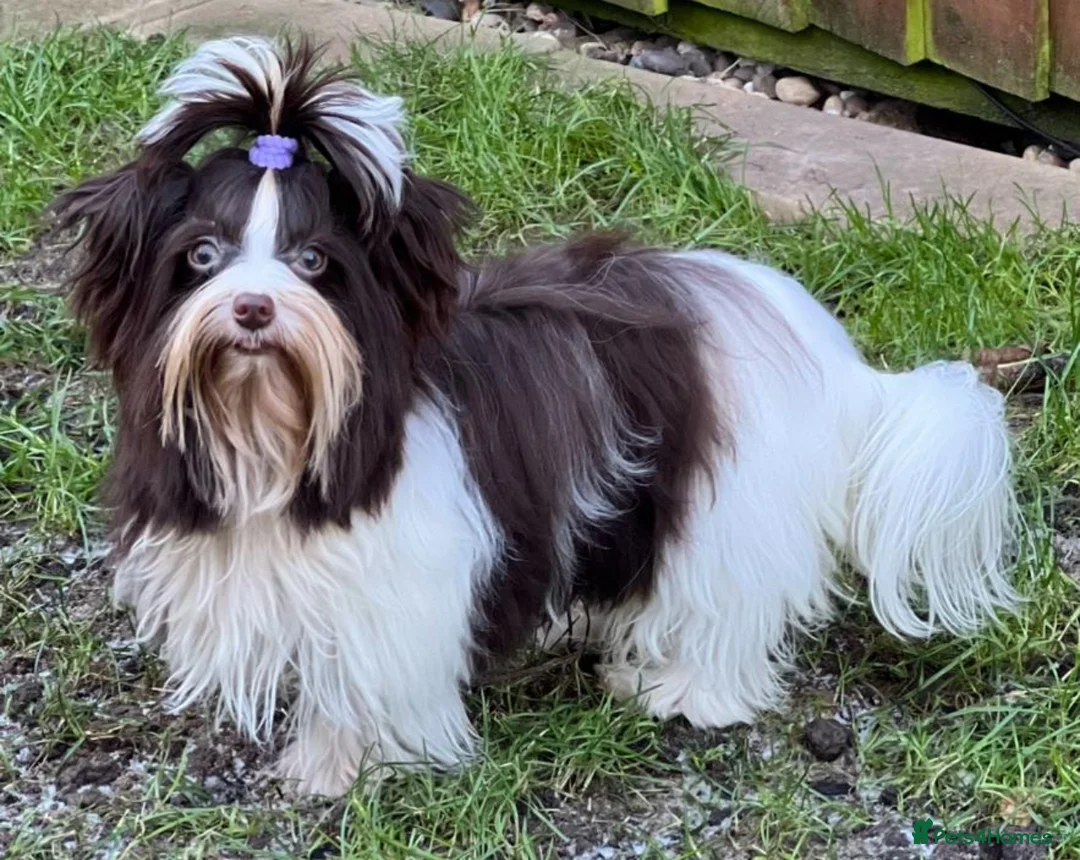 Yorkshire Terrier dogs for stud: DNA tested Tiny Biro and Choco Stud Boys   in Coventry - Advert 14