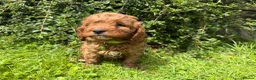 Cavapoo dogs for sale: Beautiful F1 Red Cavapoo puppies  - Advert 12