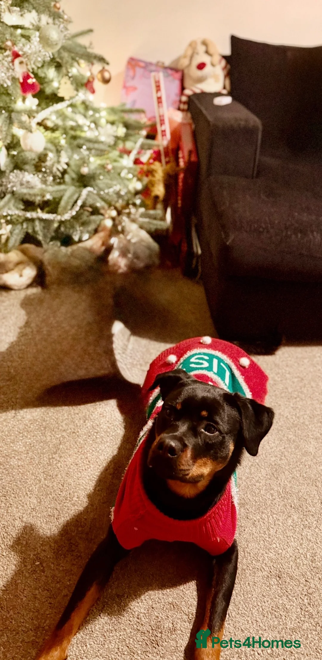 Rottweiler dogs for sale: Lana, 18 months old female in Congleton - Advert 2