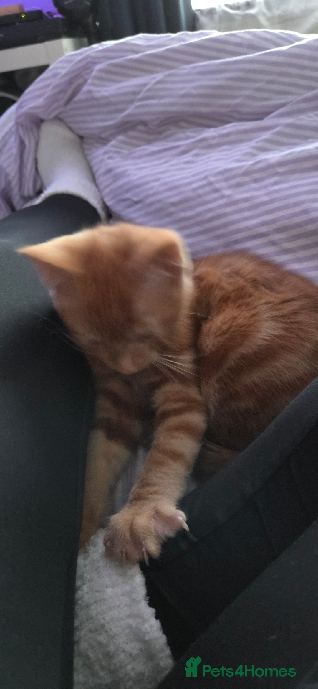 Mixed Breed cats for sale: Loving new home wanted  - Advert 4