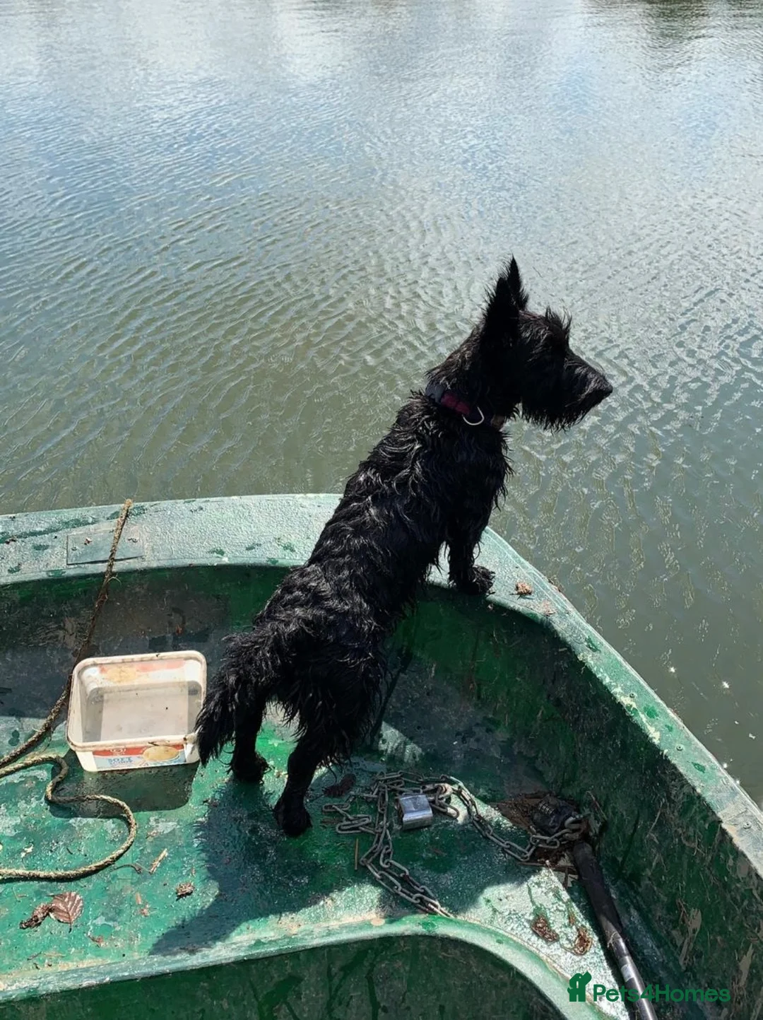 Scottish Terrier dogs for sale: Beautiful KC Scottish Terrier puppies  in Canterbury - Advert 9