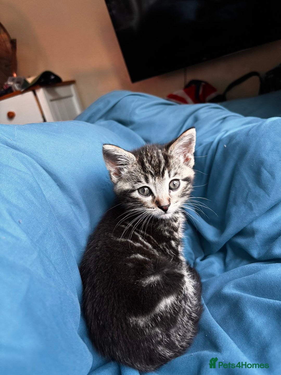 Mixed Breed cats for sale: Gorgeous mixed mainecoon kitten  - Image 8