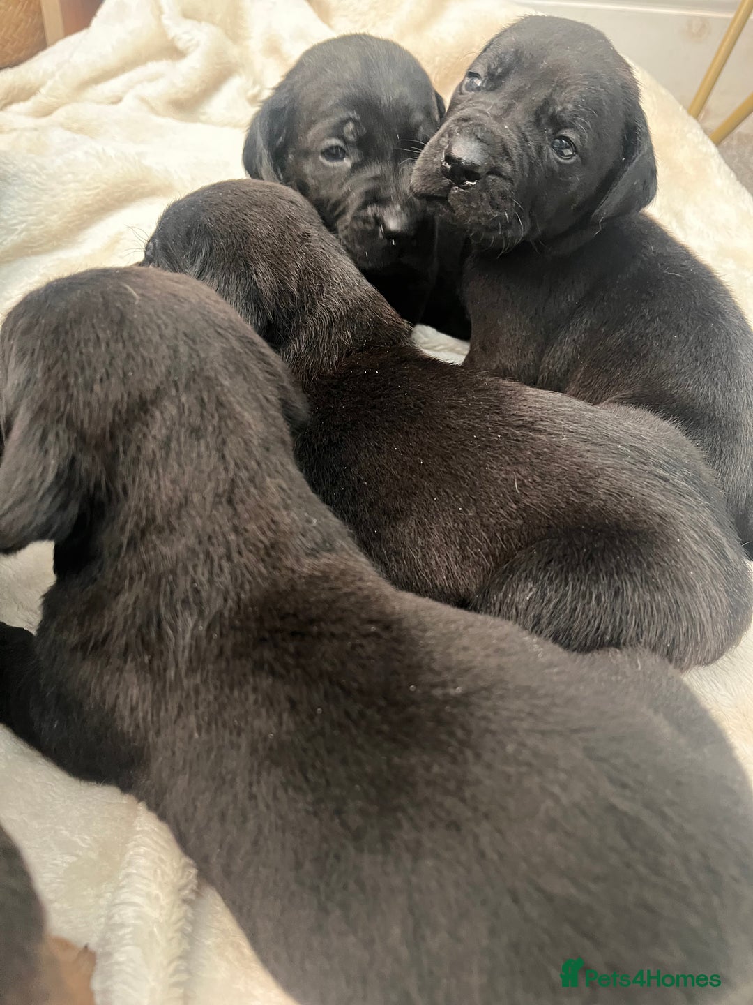 Cane Corso dogs for sale: Stunning Full Pedigree Cane Corso Puppies 🏆  - Advert 6