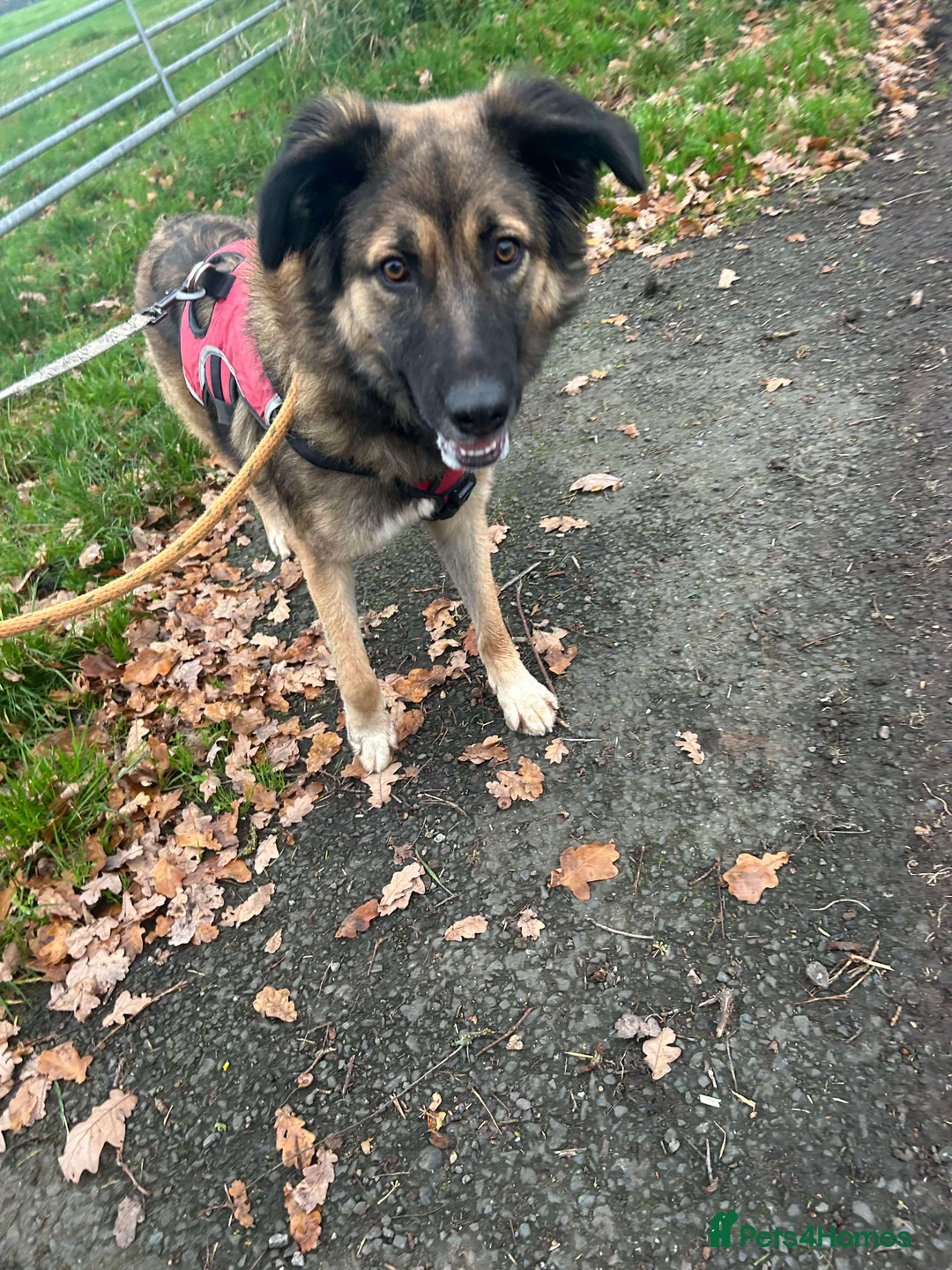 Mixed Breed dogs for adoption: Meet Sidney, currently residing in Cheshire  in Nantwich - Advert 2