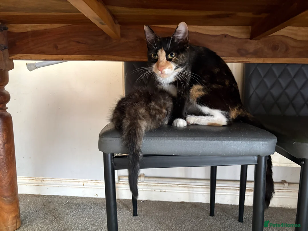 Mixed Breed cats for sale: Kittens ready for their new homes - Advert 2