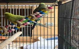 Budgerigars birds for sale: Budgies, mixed colours, only afew left now - Image 7