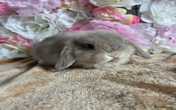 Mini Lop rabbits for sale: 💖💙Friendly & adorable Pure bred mini lop babies  - Image 10